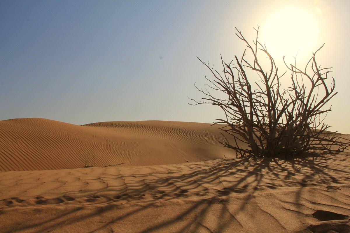 520250208 10231829487572373 3373649106371344184 n Olive Tree Ministries