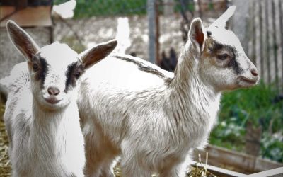 Home 7 Which Goat Are You?